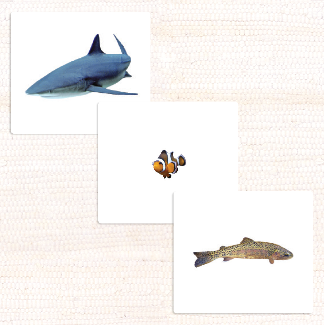 Imperfect Fish Vocabulary - Maitri Learning