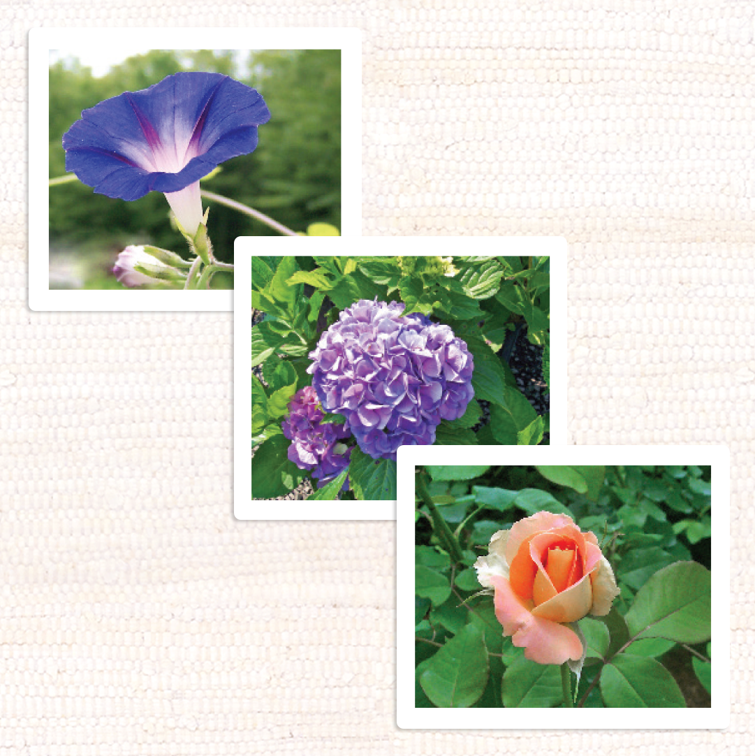 Garden Flowers Vocabulary - Maitri Learning