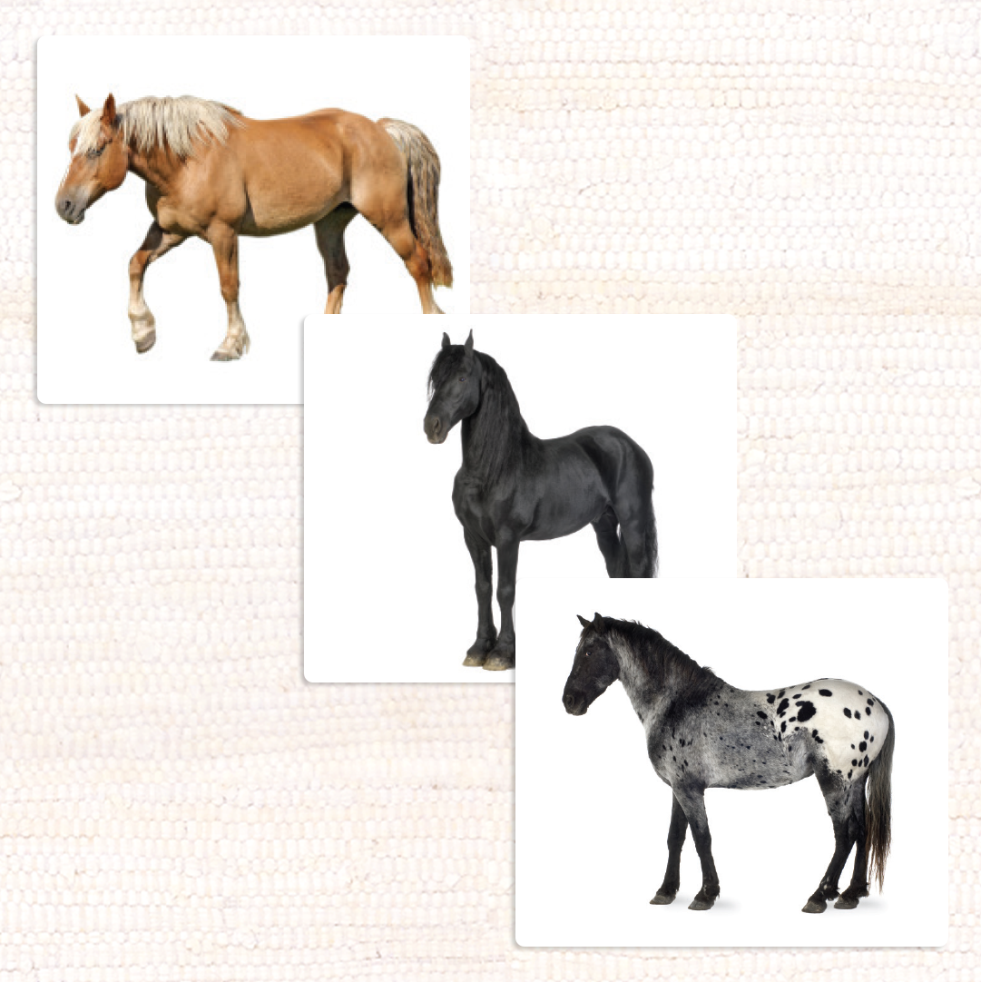 Imperfect Horses (Coat Colors) Vocabulary - Maitri Learning