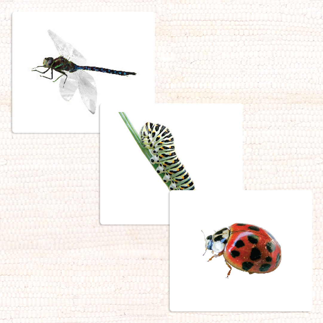 Imperfect Insects Vocabulary - Maitri Learning