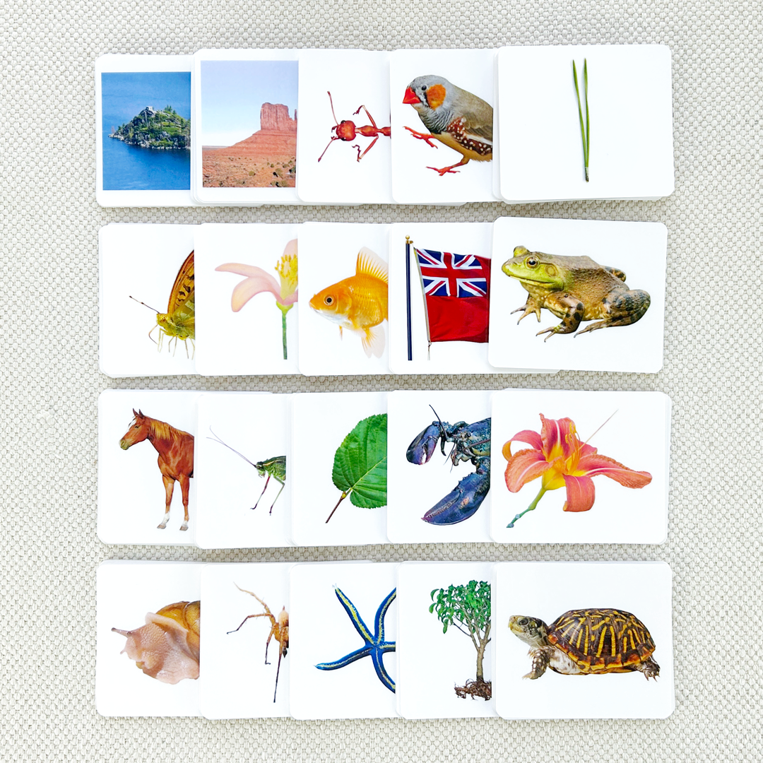 Advanced Vocabulary Card Set/20