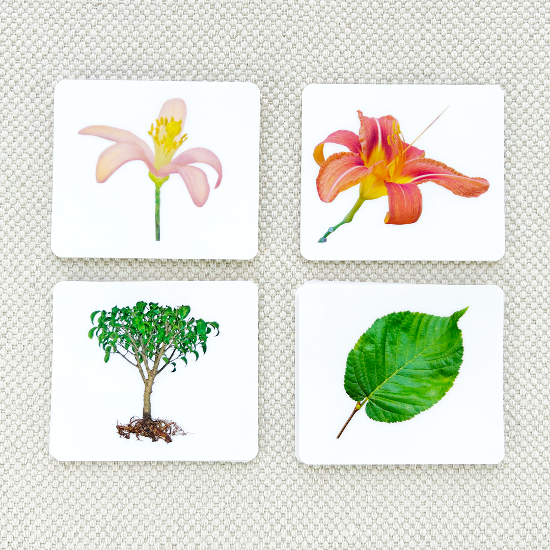 Botany Parts of Vocabulary Card Set