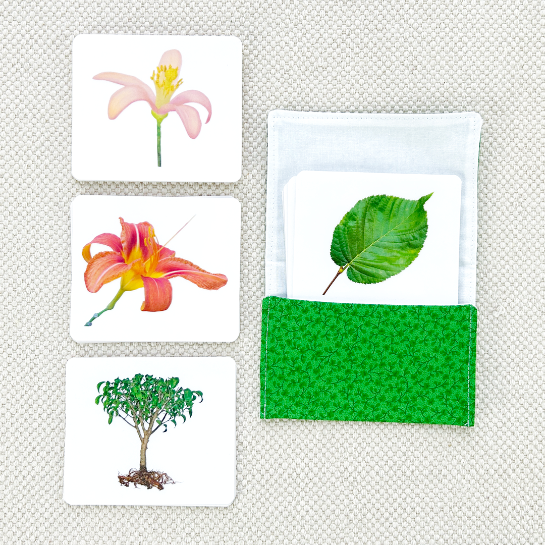 Botany Parts of Vocabulary Card Set