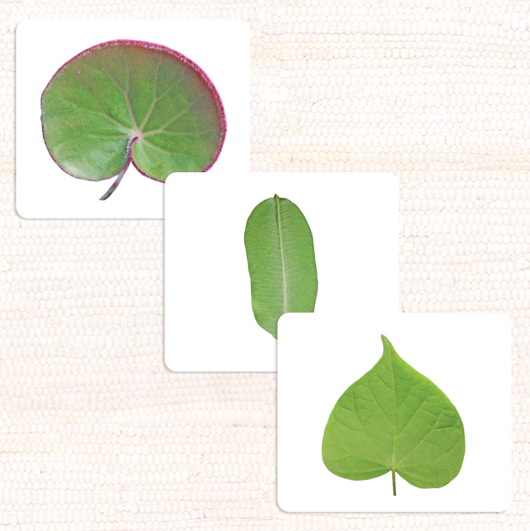 Imperfect Leaf Shapes Vocabulary - Maitri Learning
