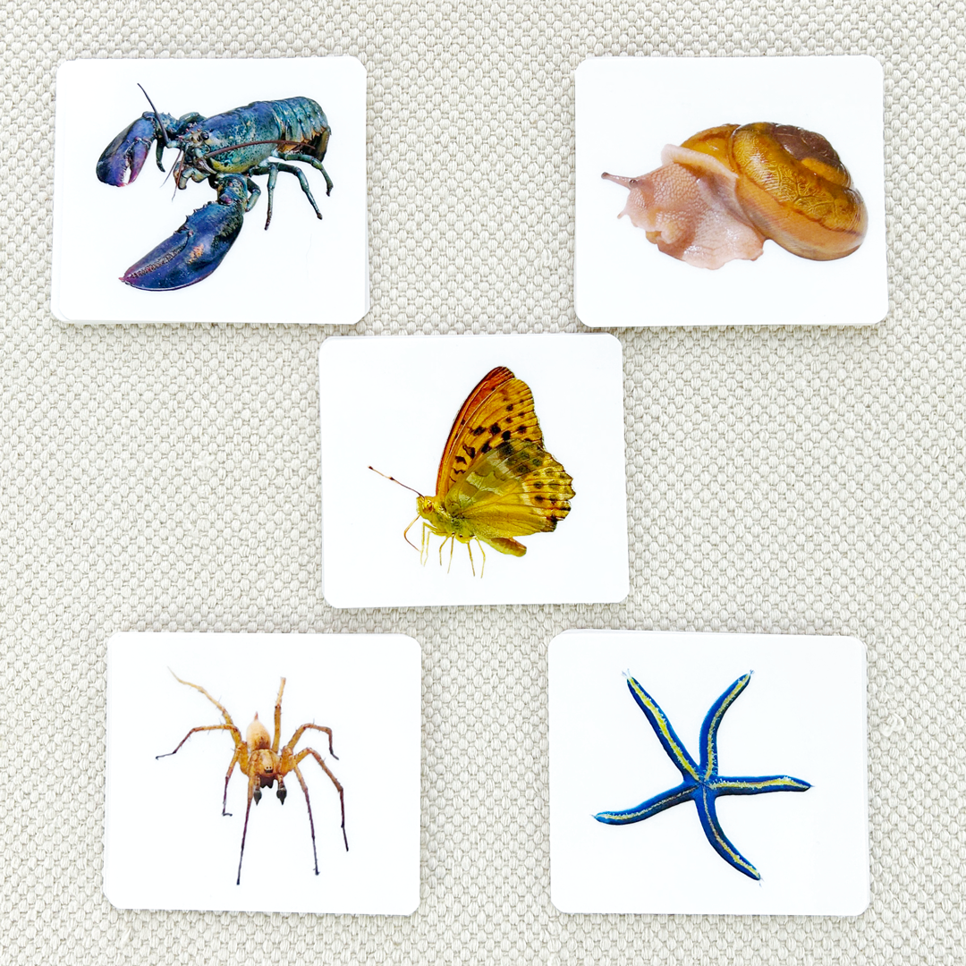 Invertebrates Parts of Vocabulary Card Set