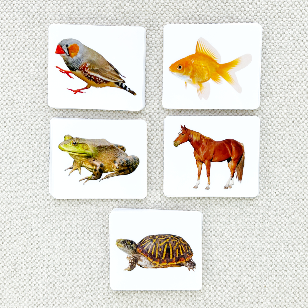 Vertebrates Parts of Vocabulary Card Set