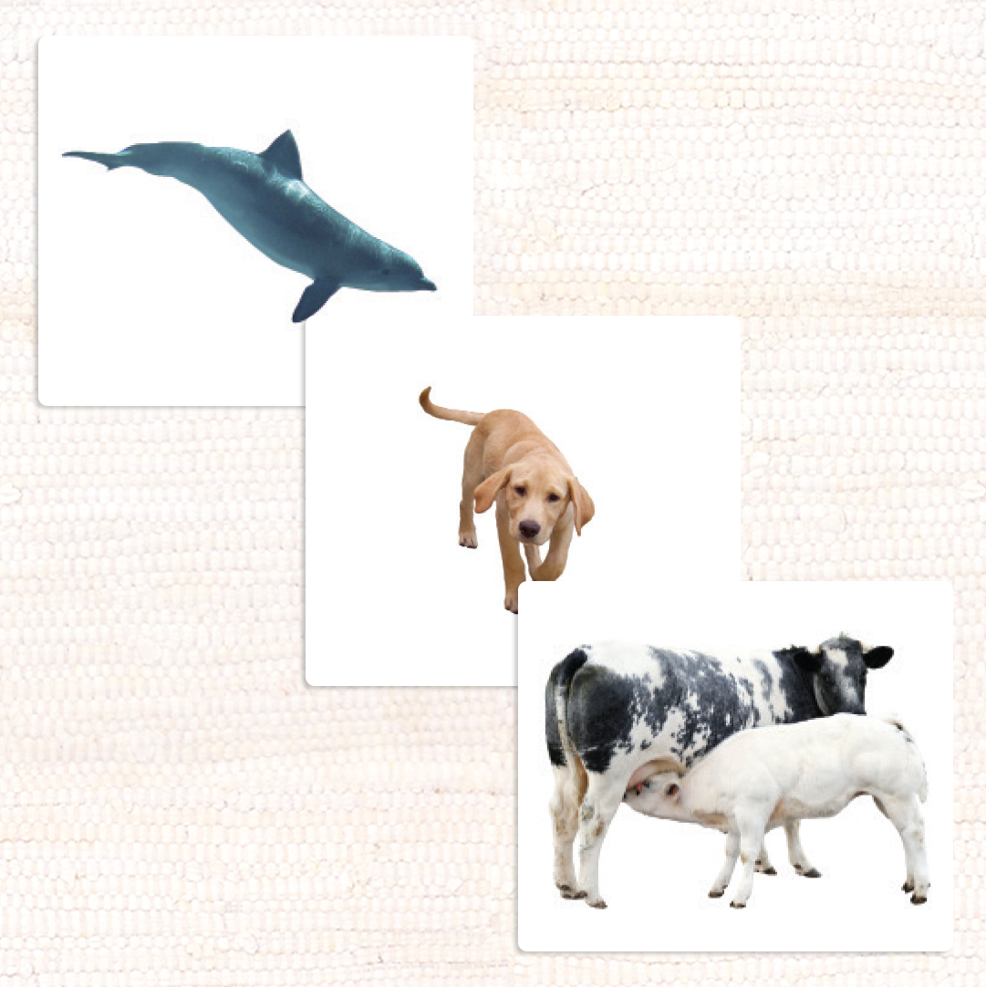 Imperfect Mammals Vocabulary - Maitri Learning