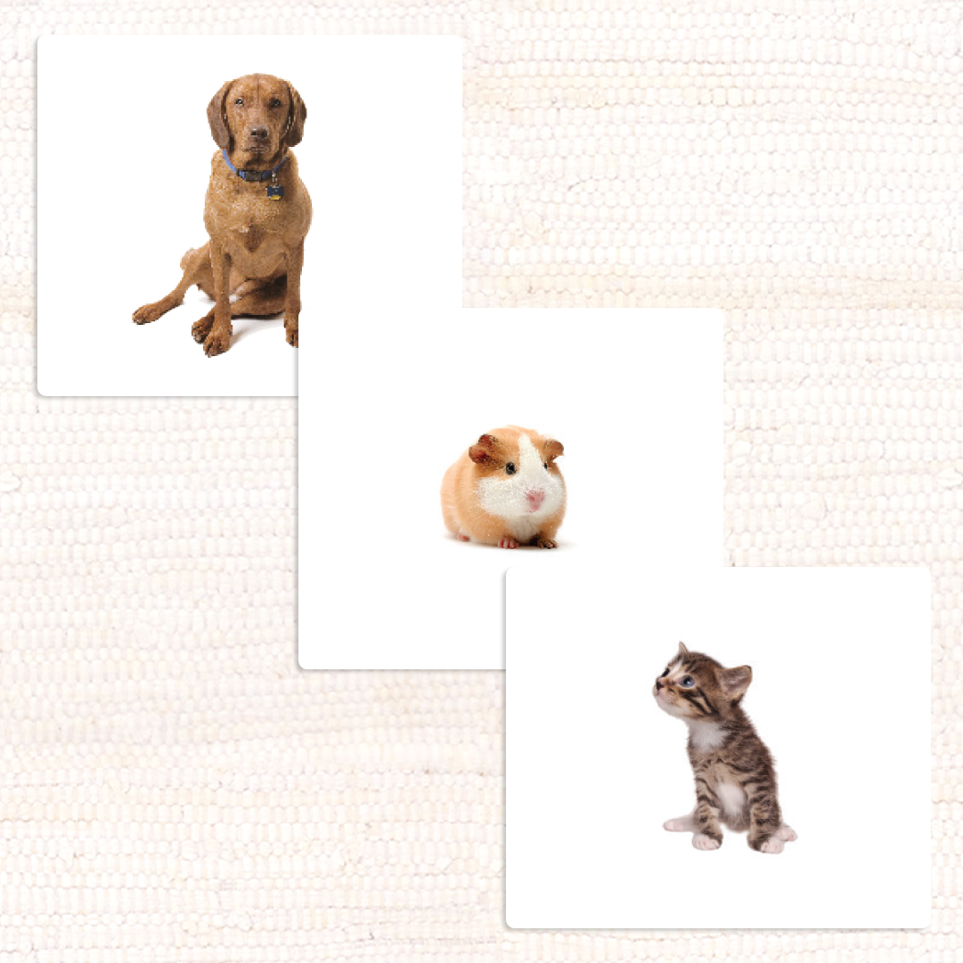 Imperfect Pets Vocabulary - Maitri Learning