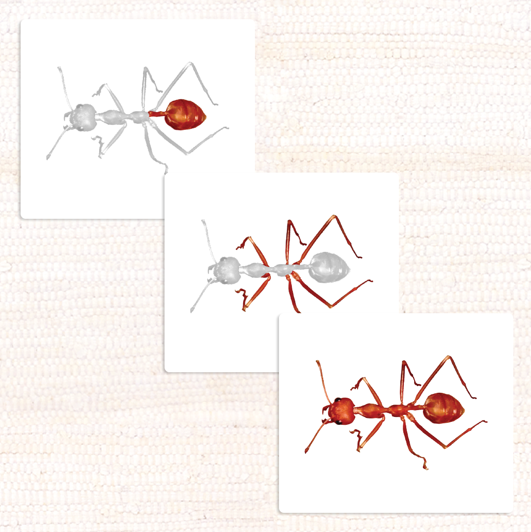 Imperfect Parts of the Ant Vocabulary - Maitri Learning