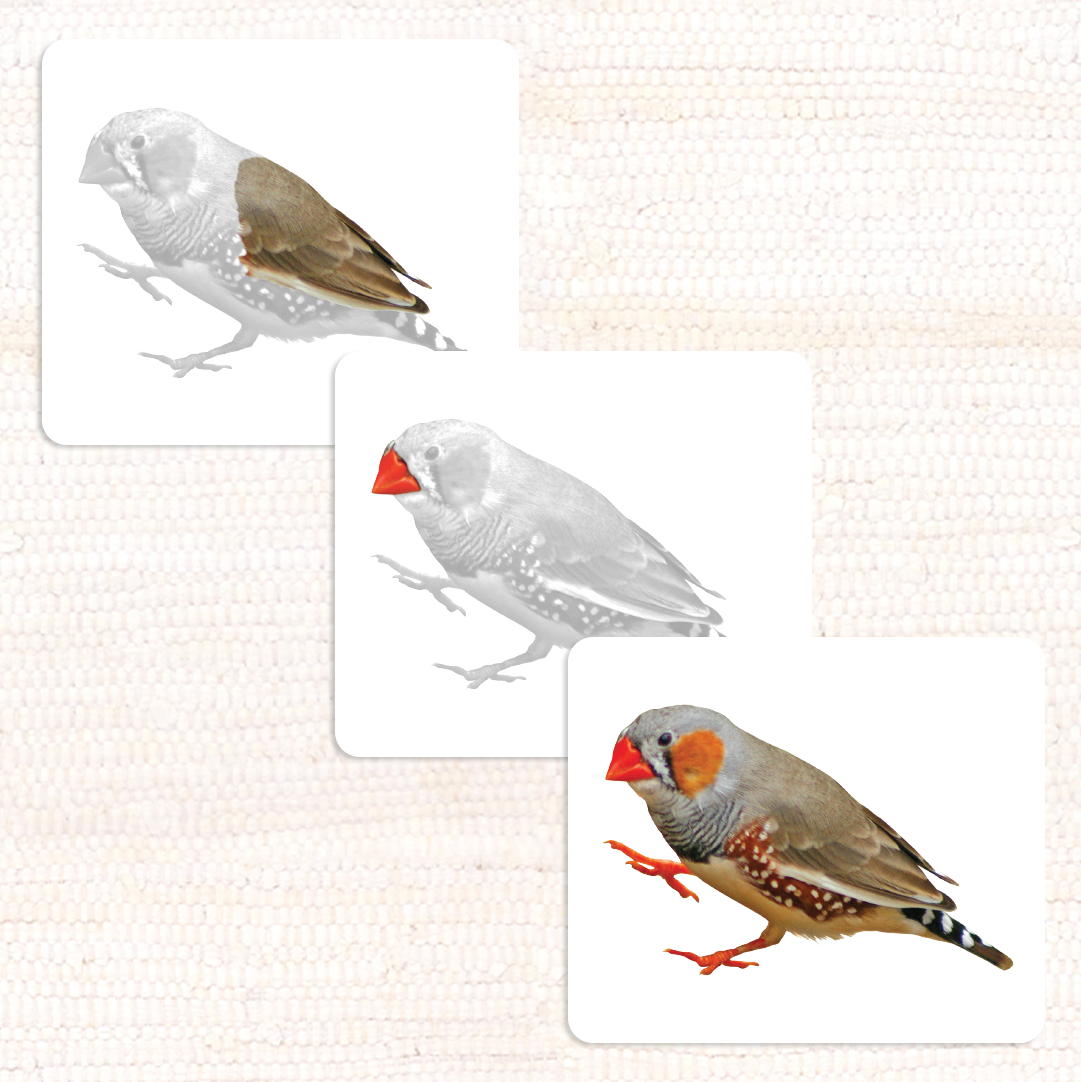 Vertebrates Parts of Vocabulary Card Set - Maitri Learning