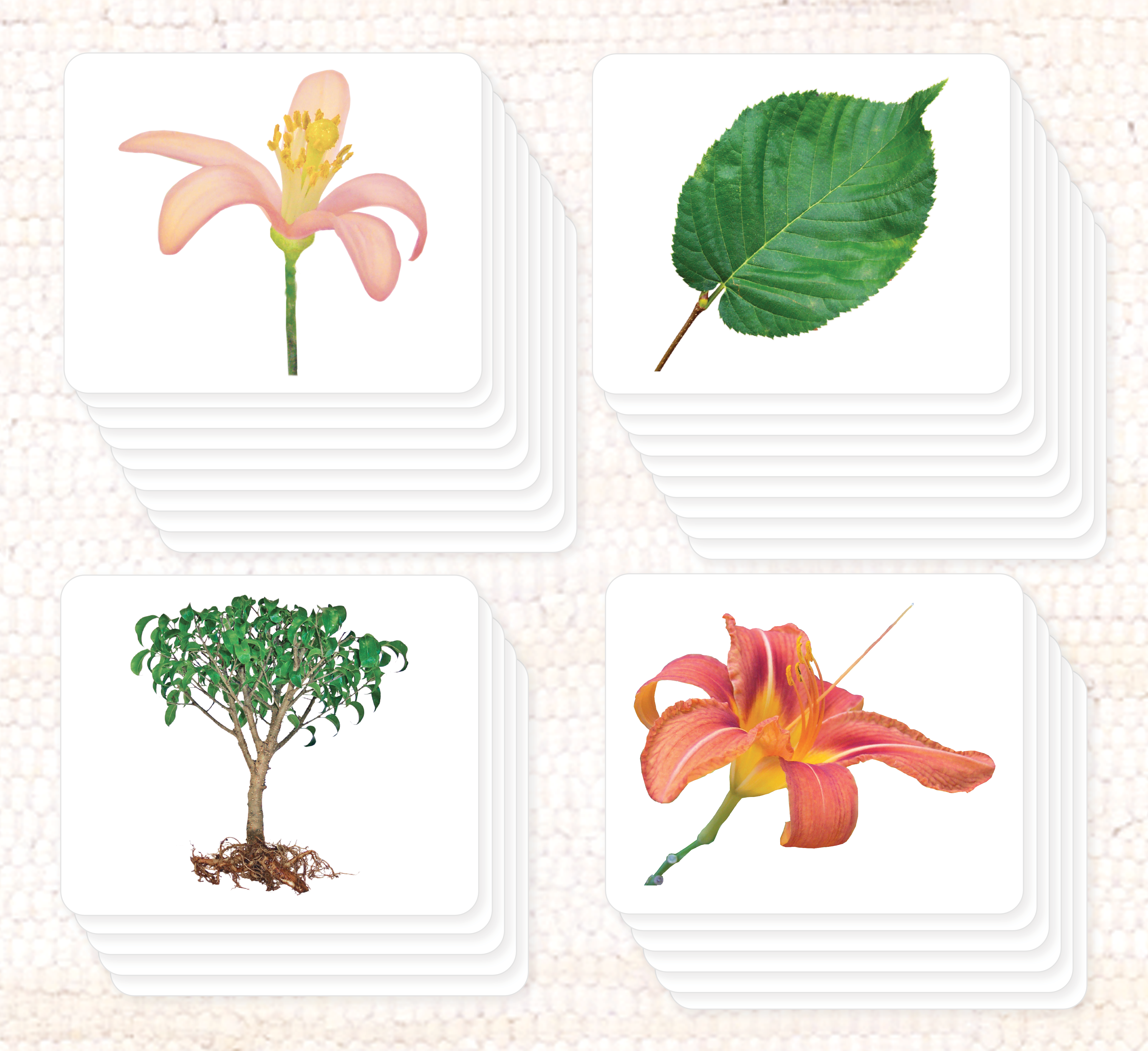 Botany Parts of Vocabulary Card Set - Maitri Learning