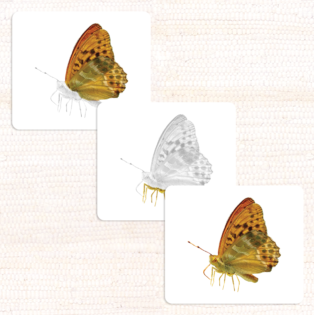 Invertebrates Parts of Vocabulary Card Set - Maitri Learning
