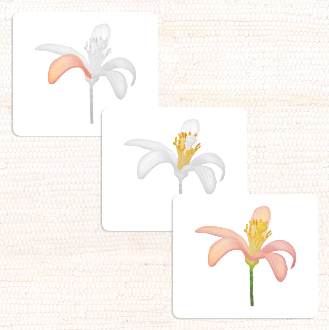 Botany Parts of Vocabulary Card Set - Maitri Learning