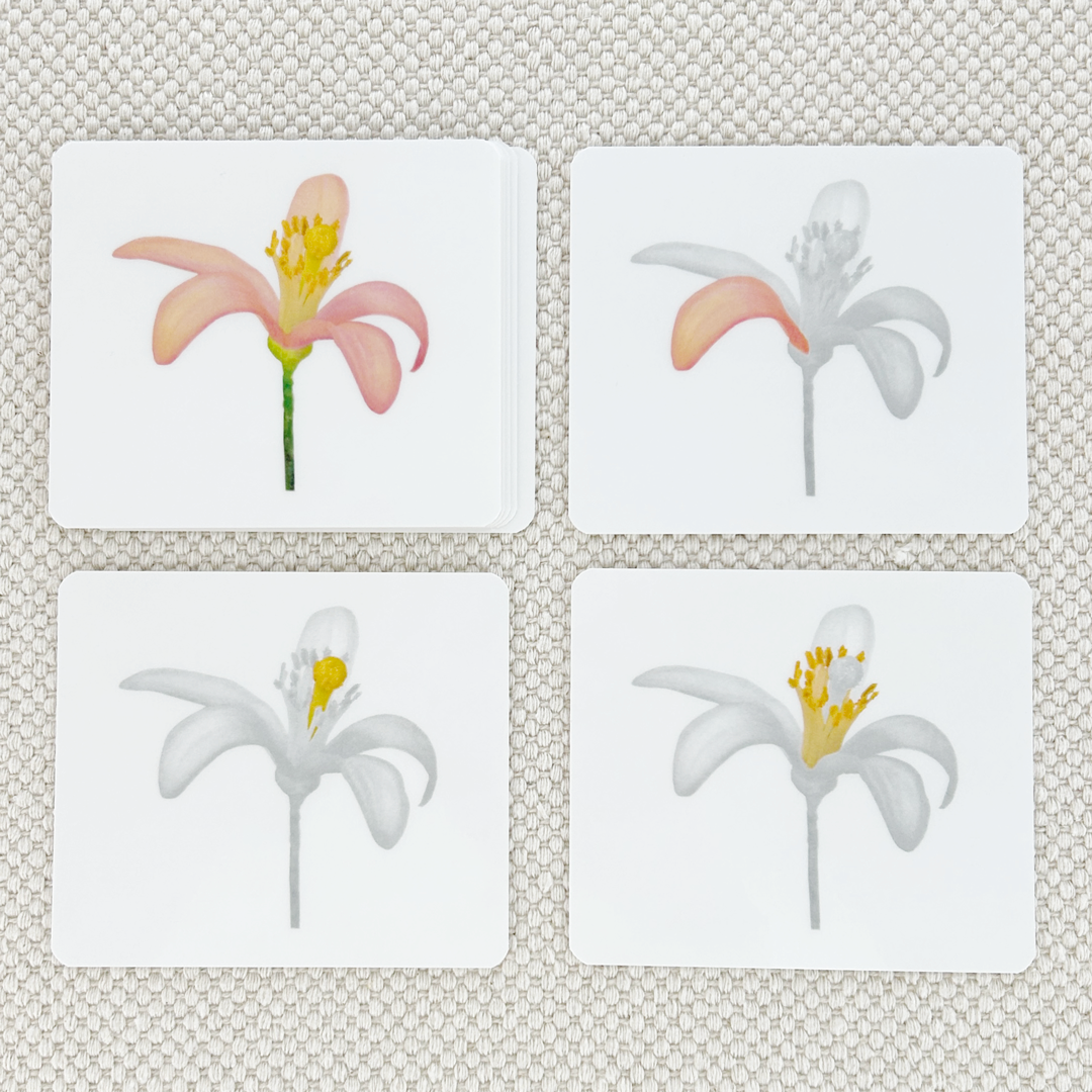Botany Parts of Vocabulary Card Set - Maitri Learning