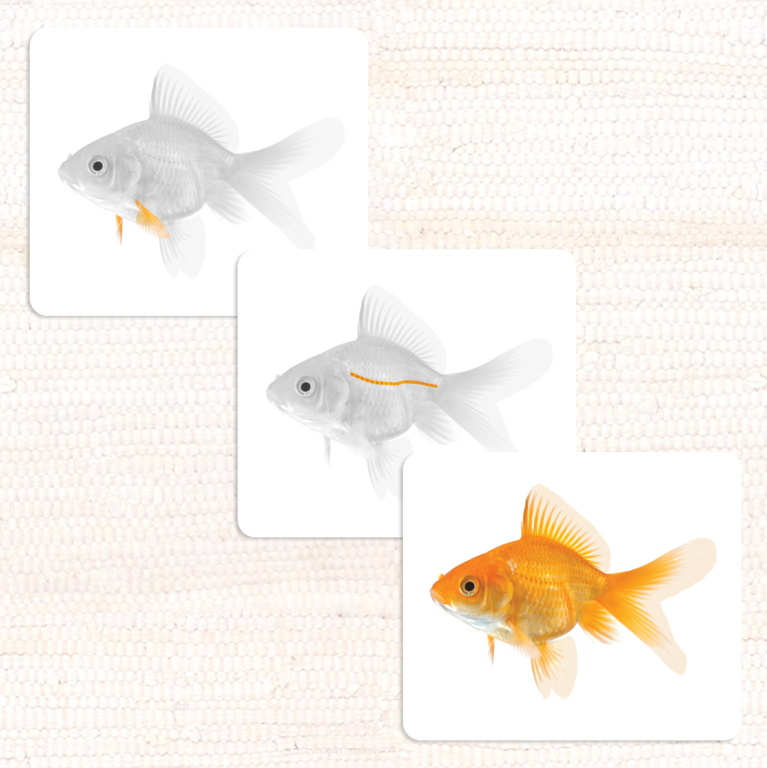 Vertebrates Parts of Vocabulary Card Set - Maitri Learning