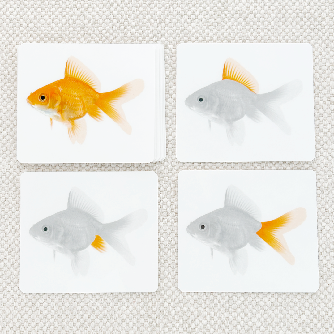 Vertebrates Parts of Vocabulary Card Set - Maitri Learning