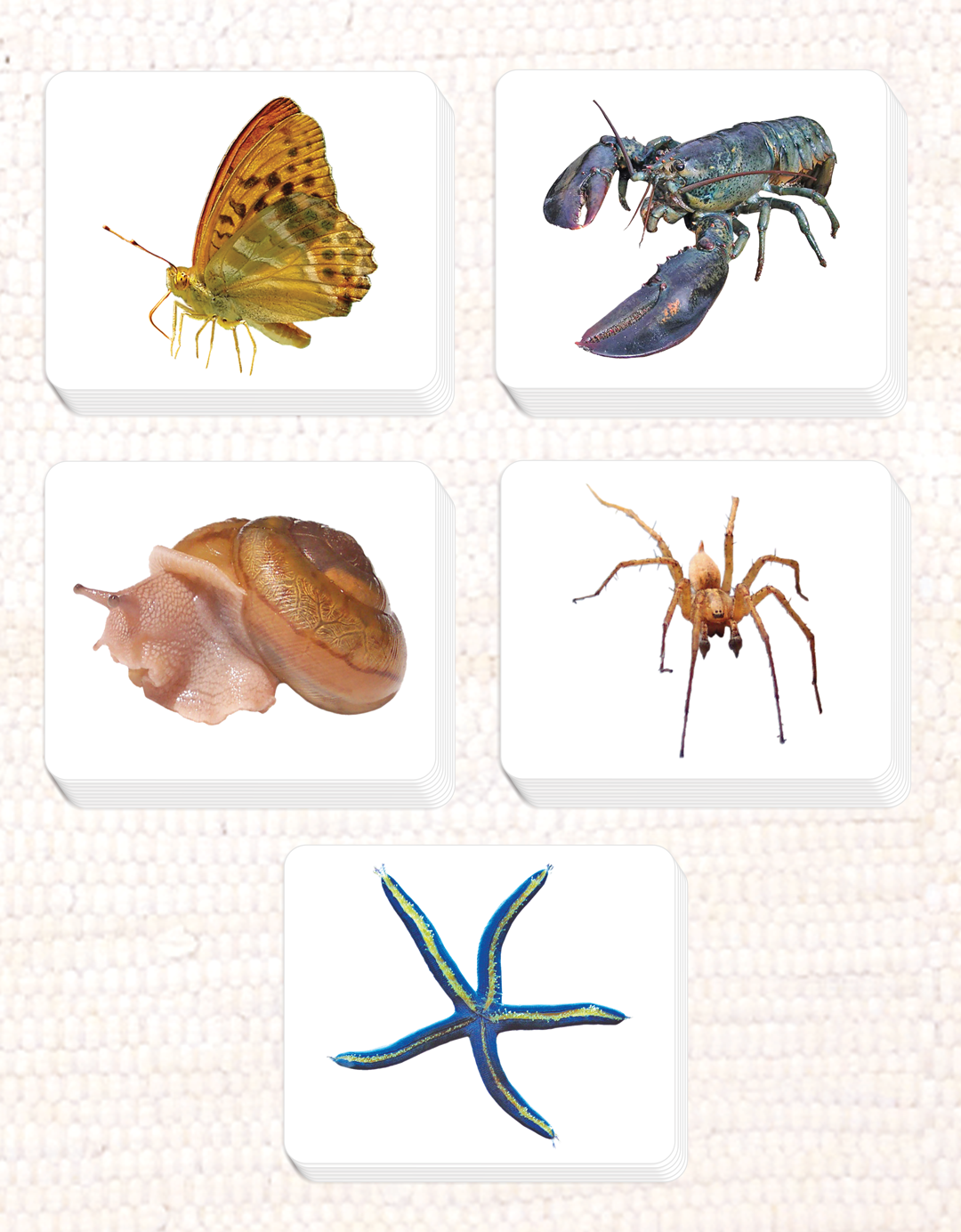 Invertebrates Parts of Vocabulary Card Set - Maitri Learning