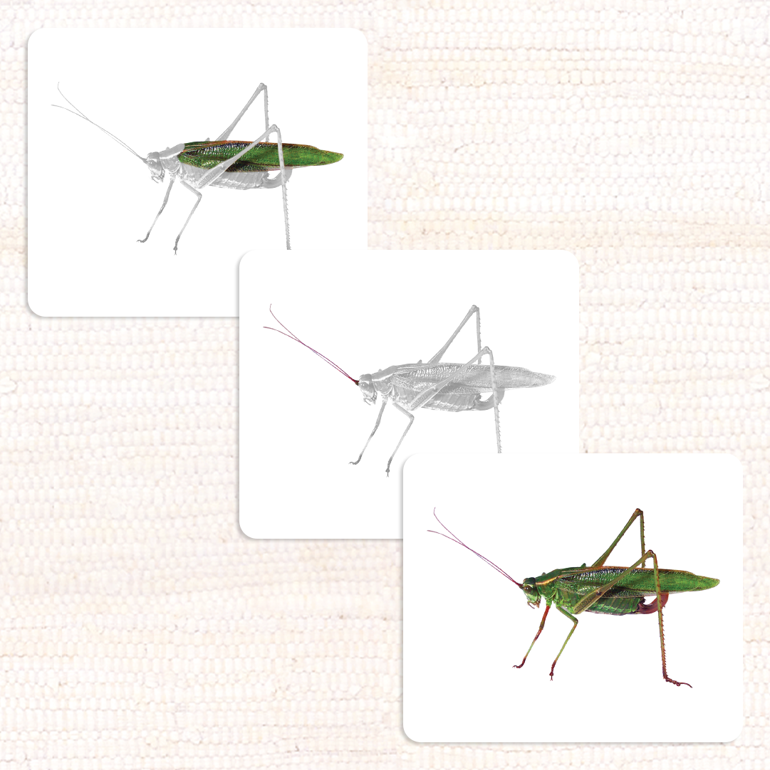 Imperfect Parts of the Katydid Vocabulary - Maitri Learning