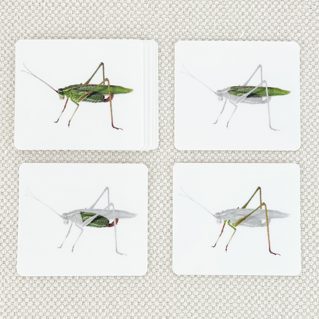 Imperfect Parts of the Katydid Vocabulary - Maitri Learning