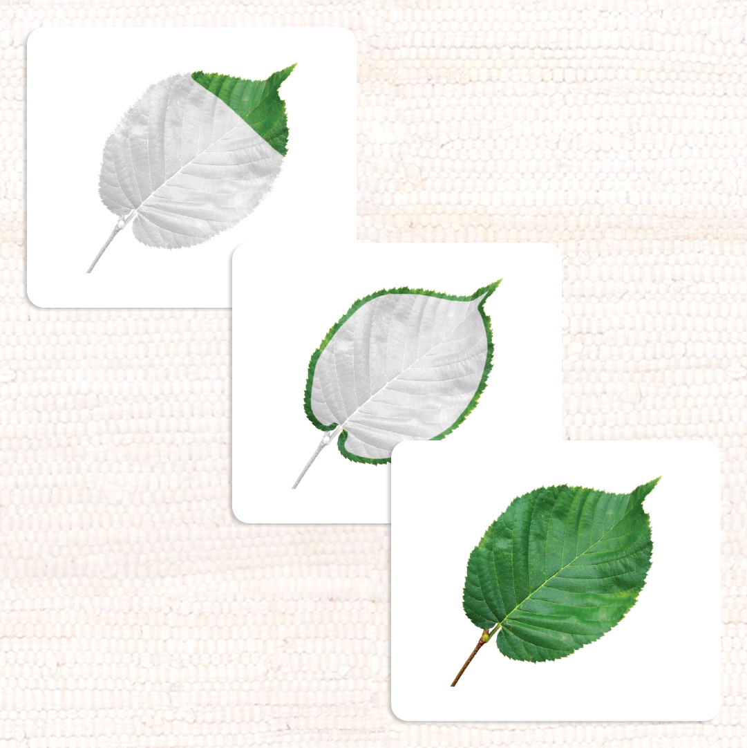 Botany Parts of Vocabulary Card Set - Maitri Learning