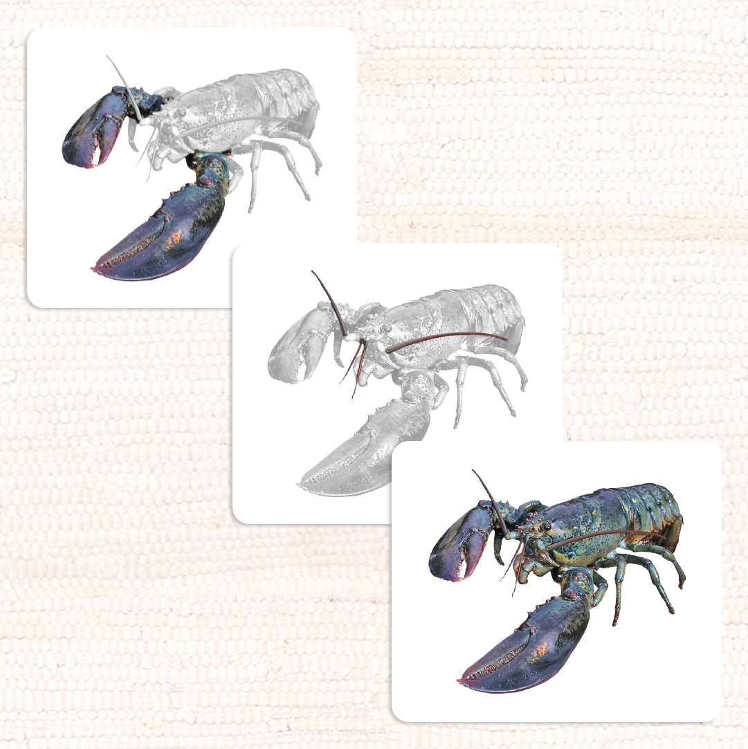 Invertebrates Parts of Vocabulary Card Set - Maitri Learning