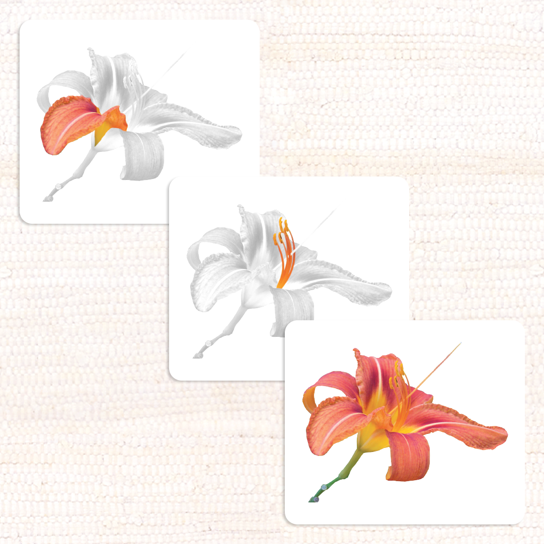 Imperfect Parts of the Monocot Flower Vocabulary - Maitri Learning