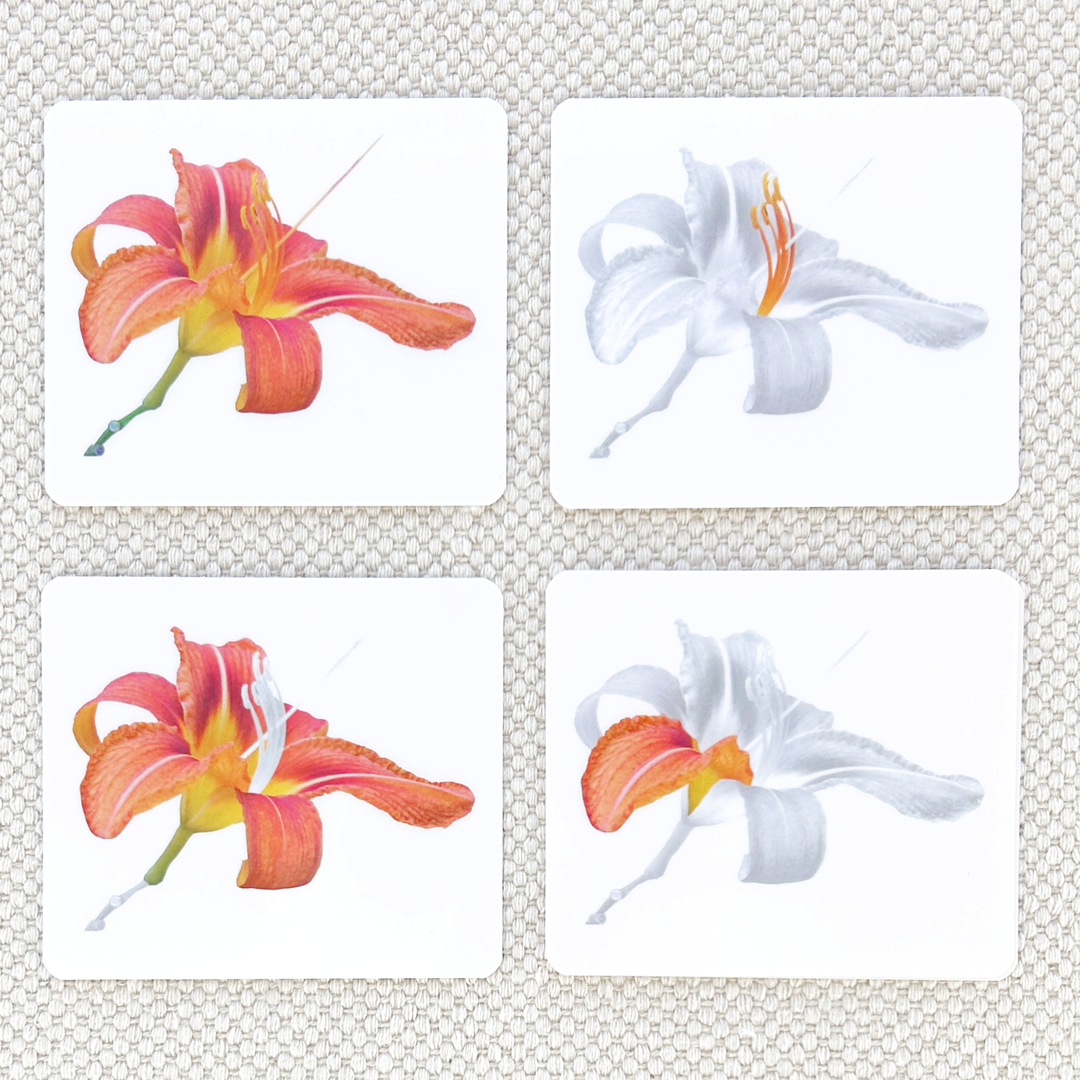 Imperfect Parts of the Monocot Flower Vocabulary - Maitri Learning
