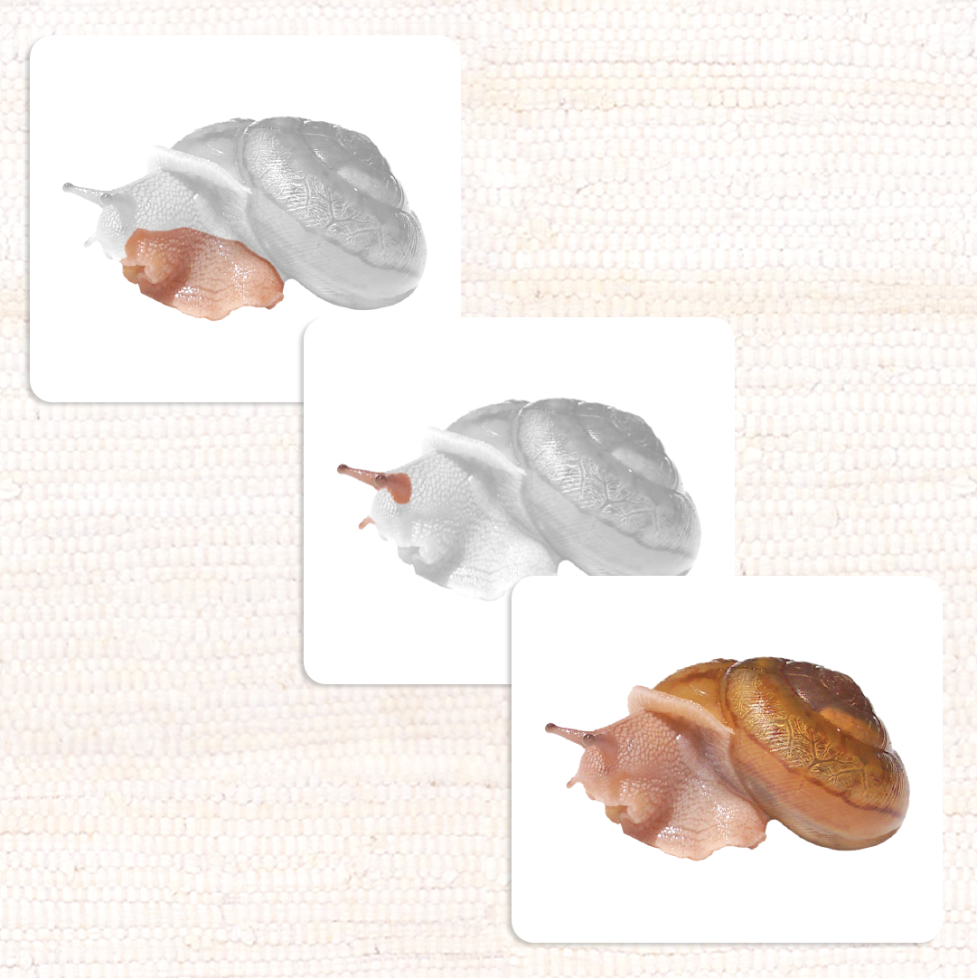 Invertebrates Parts of Vocabulary Card Set - Maitri Learning