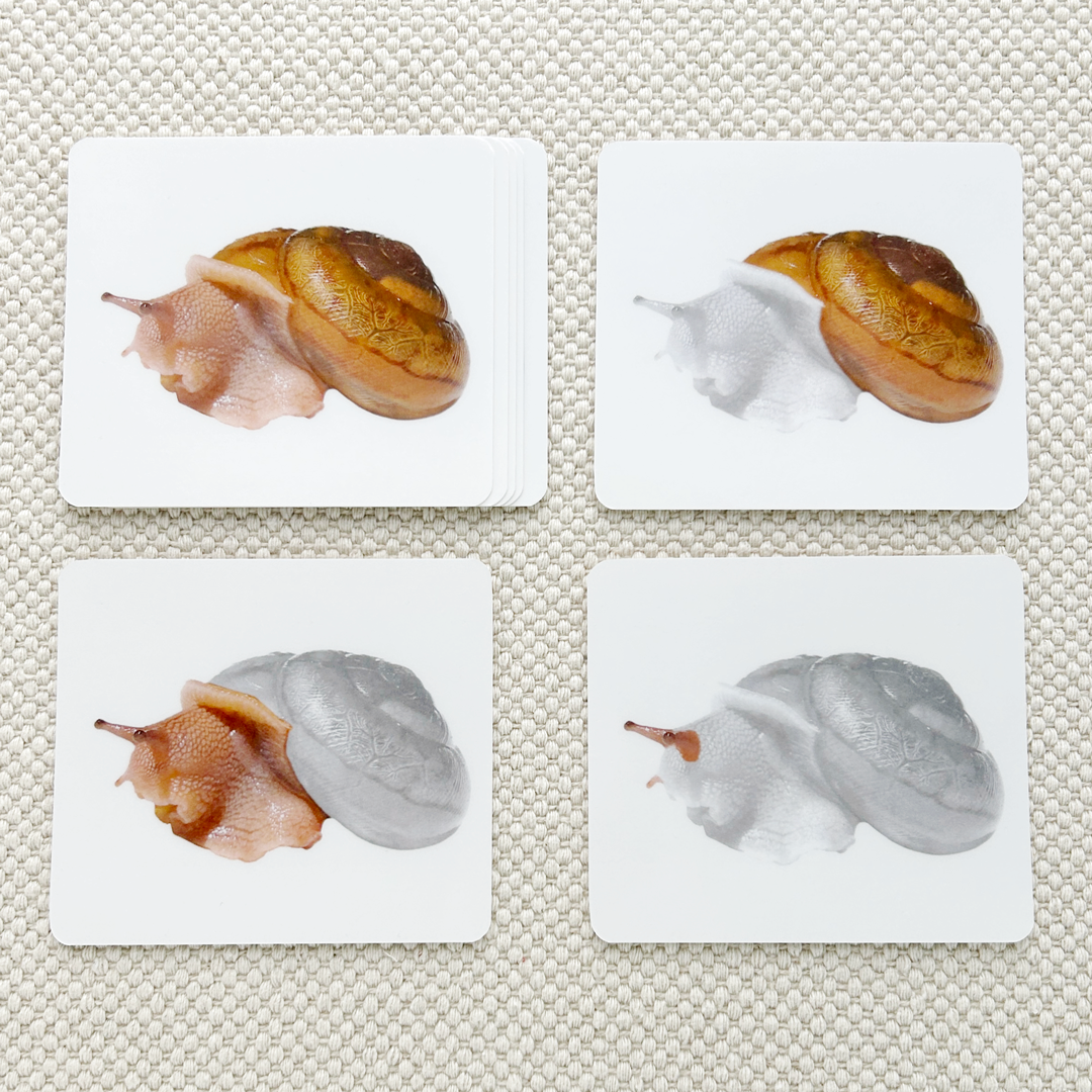 Invertebrates Parts of Vocabulary Card Set - Maitri Learning