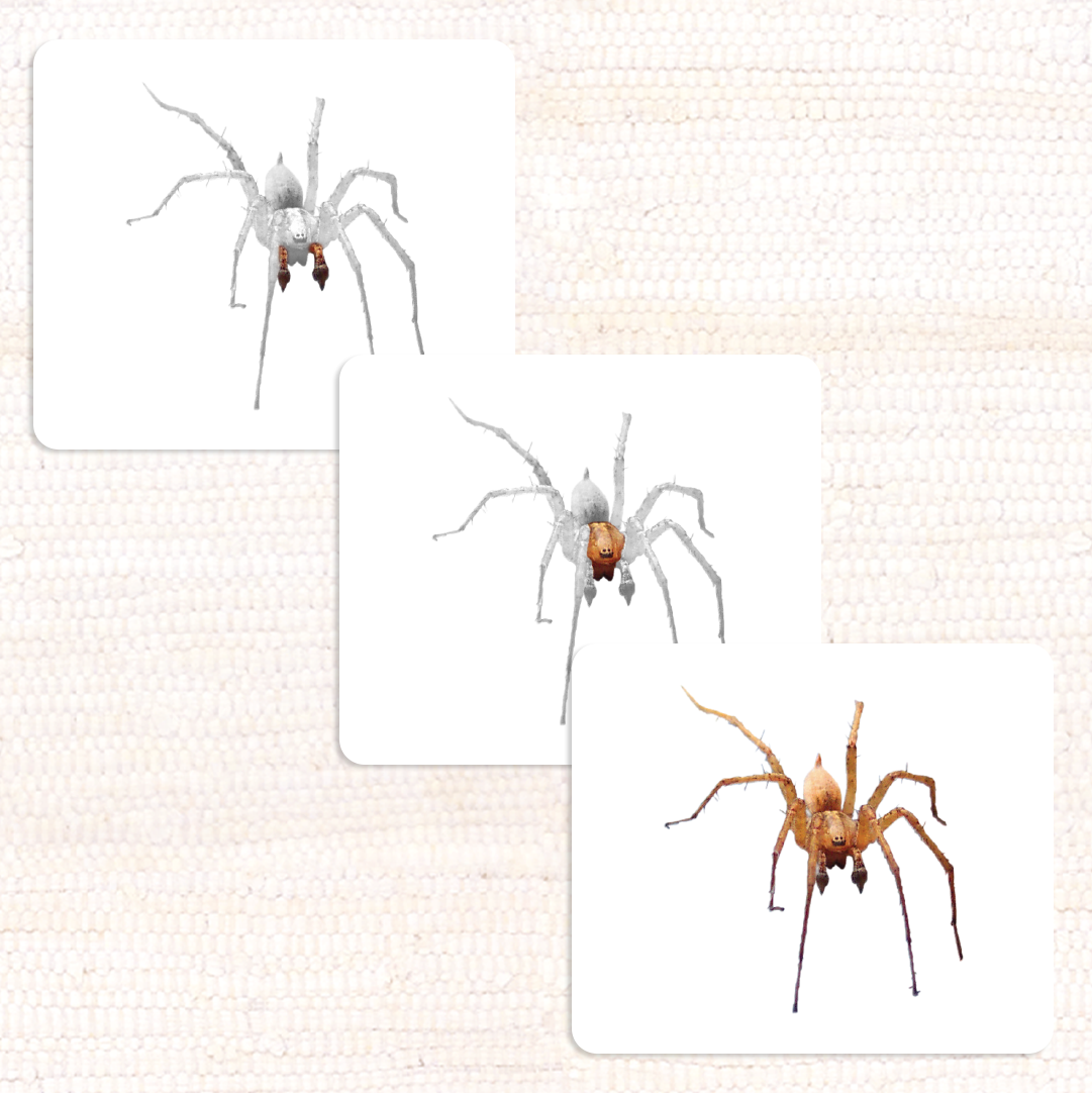 Invertebrates Parts of Vocabulary Card Set - Maitri Learning