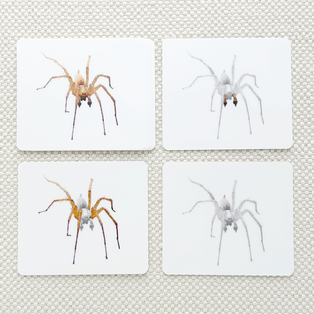 Invertebrates Parts of Vocabulary Card Set - Maitri Learning