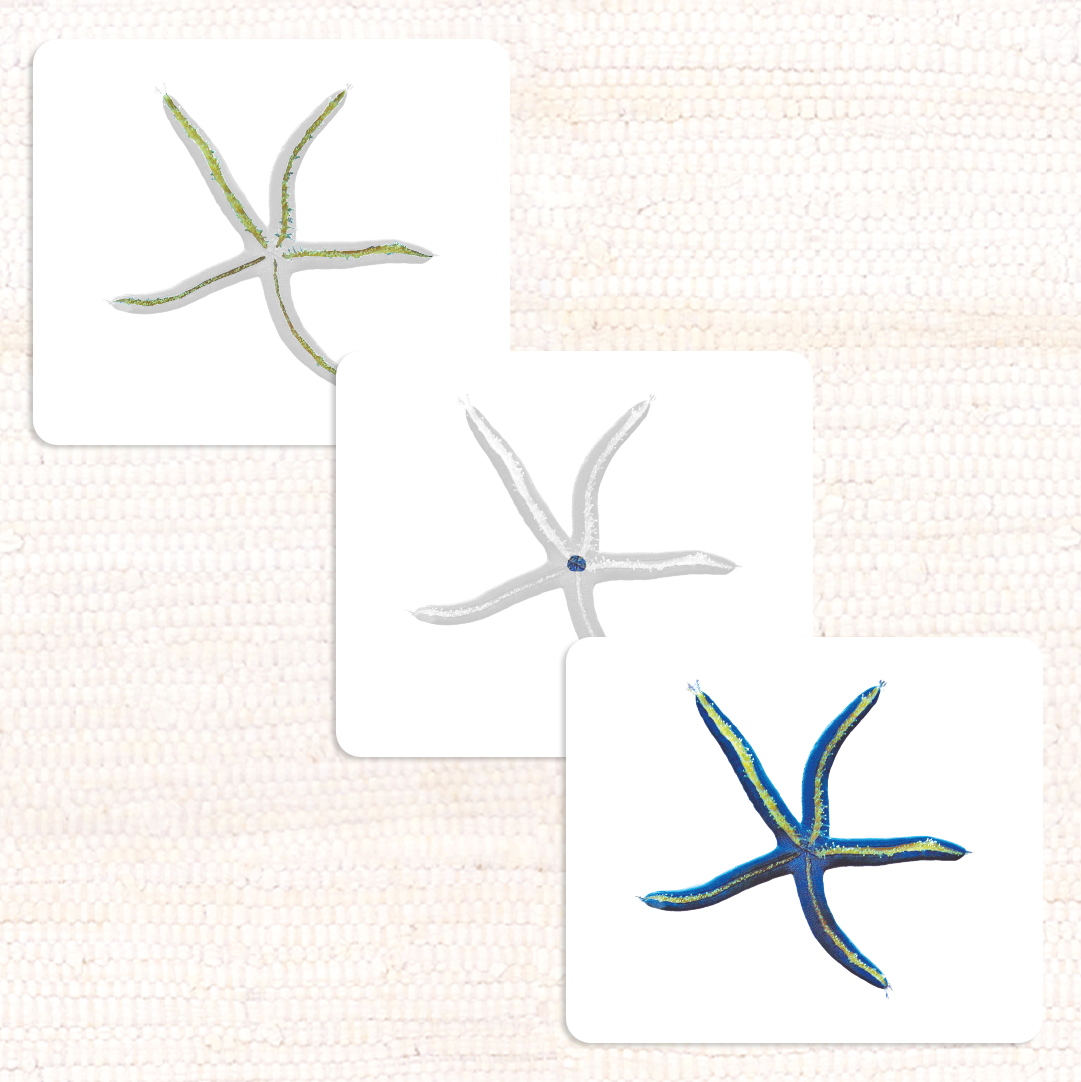 Imperfect Parts of the Sea Star Vocabulary - Maitri Learning