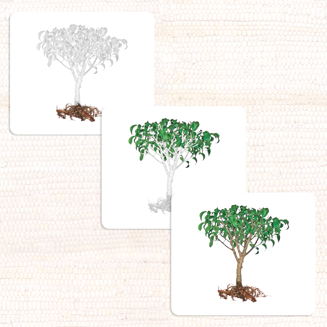 Botany Parts of Vocabulary Card Set - Maitri Learning