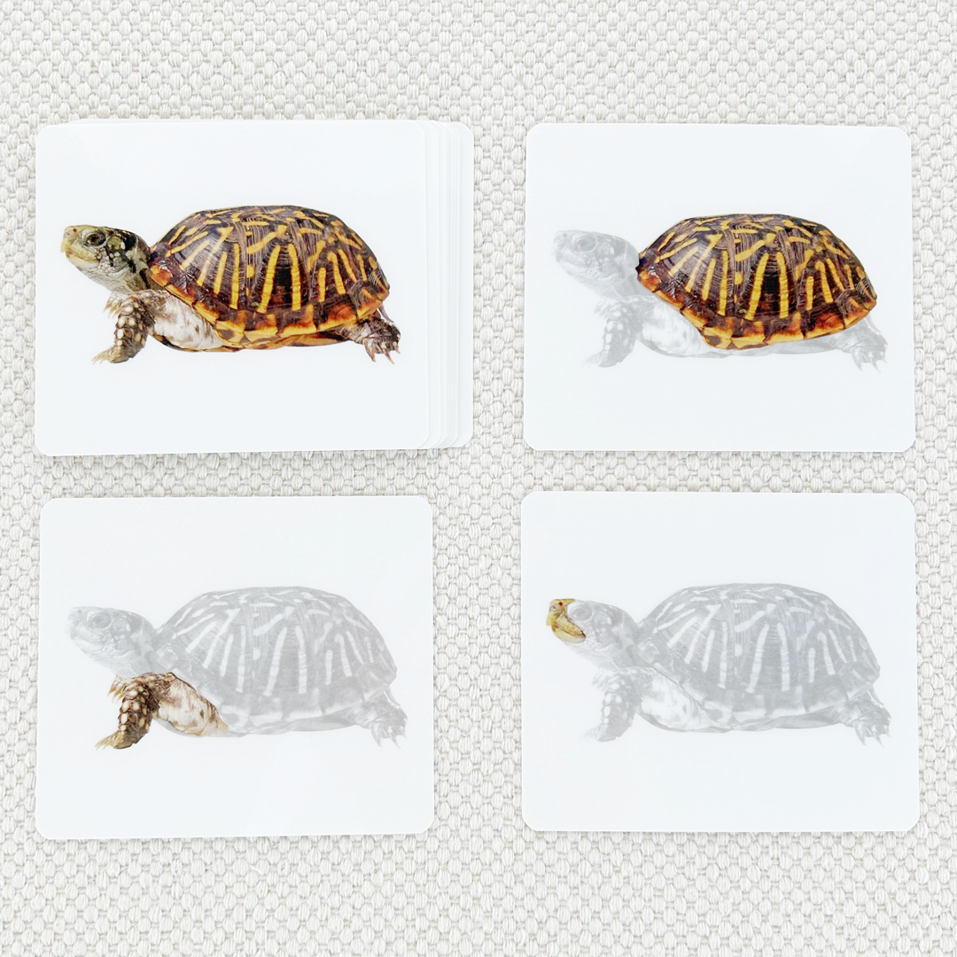 Vertebrates Parts of Vocabulary Card Set - Maitri Learning