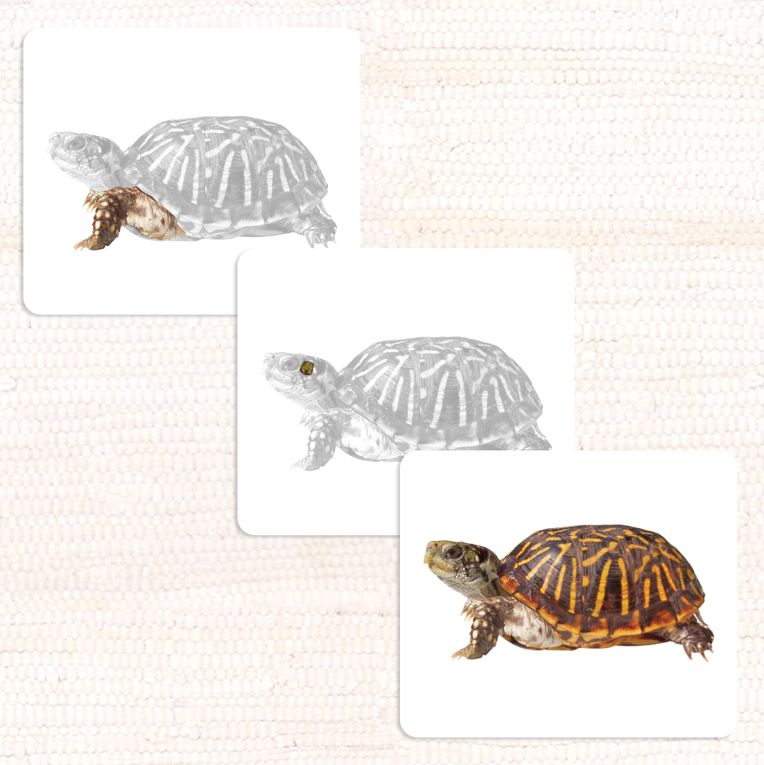 Vertebrates Parts of Vocabulary Card Set - Maitri Learning