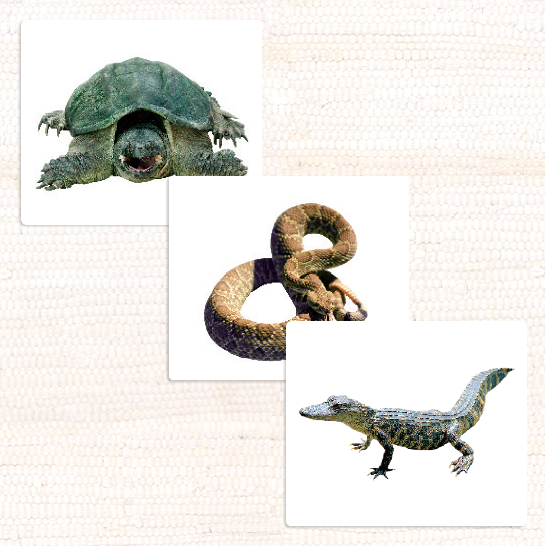 Imperfect Reptiles Vocabulary - Maitri Learning
