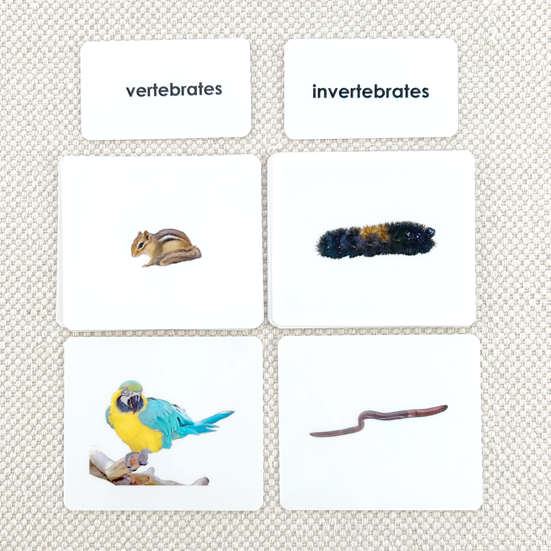 Spanish Invertebrates/Vertebrates Sorting