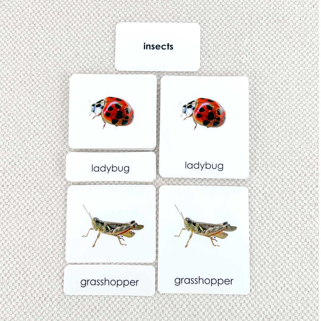Insects 3-Part Reading