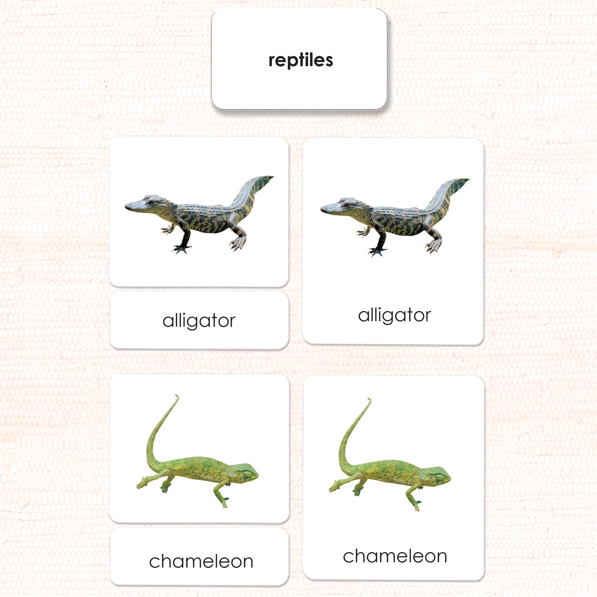 Imperfect Reptiles 3-Part Reading - Maitri Learning