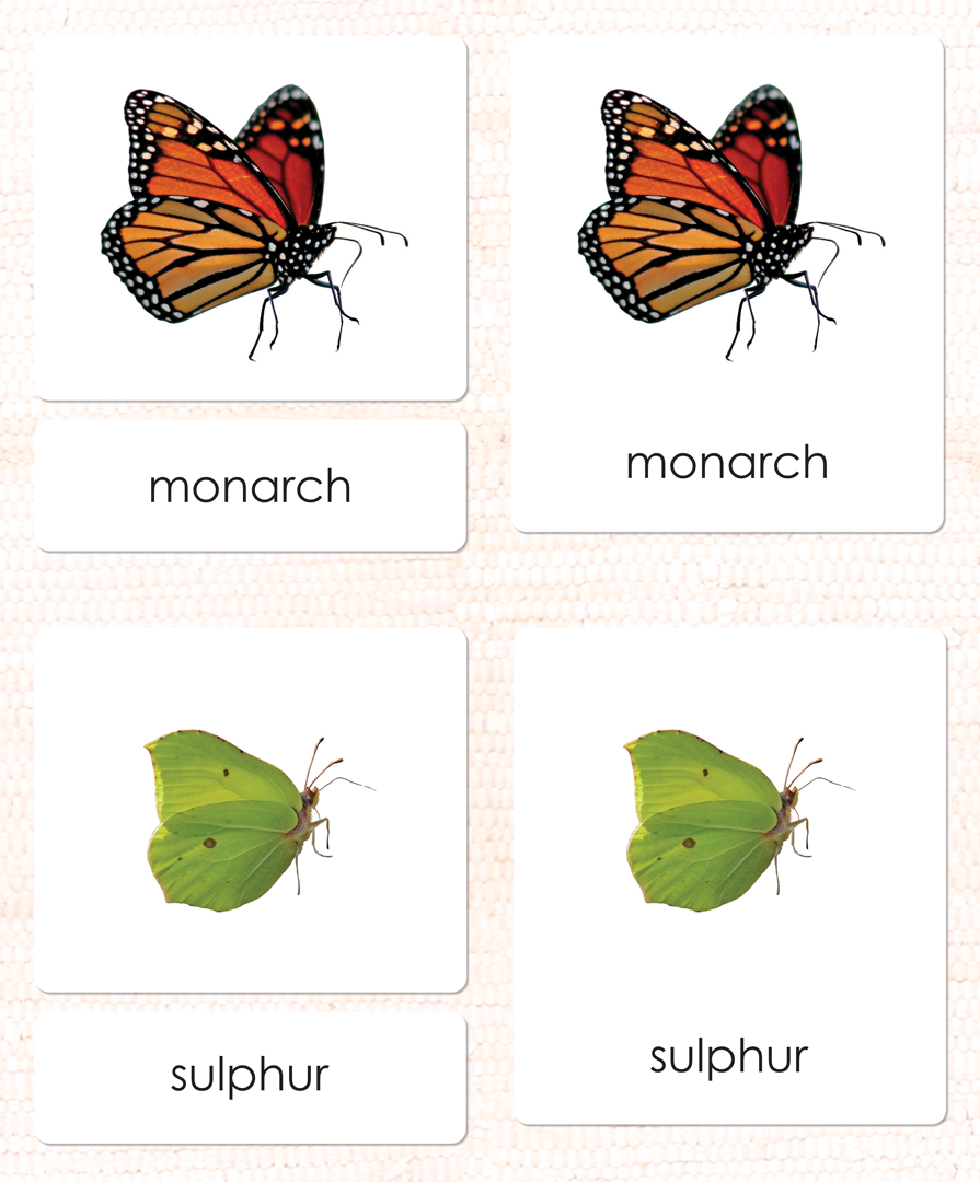 Butterflies 3-Part Reading - Maitri Learning