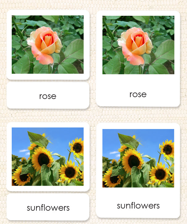 Garden Flowers 3-Part Reading - Maitri Learning