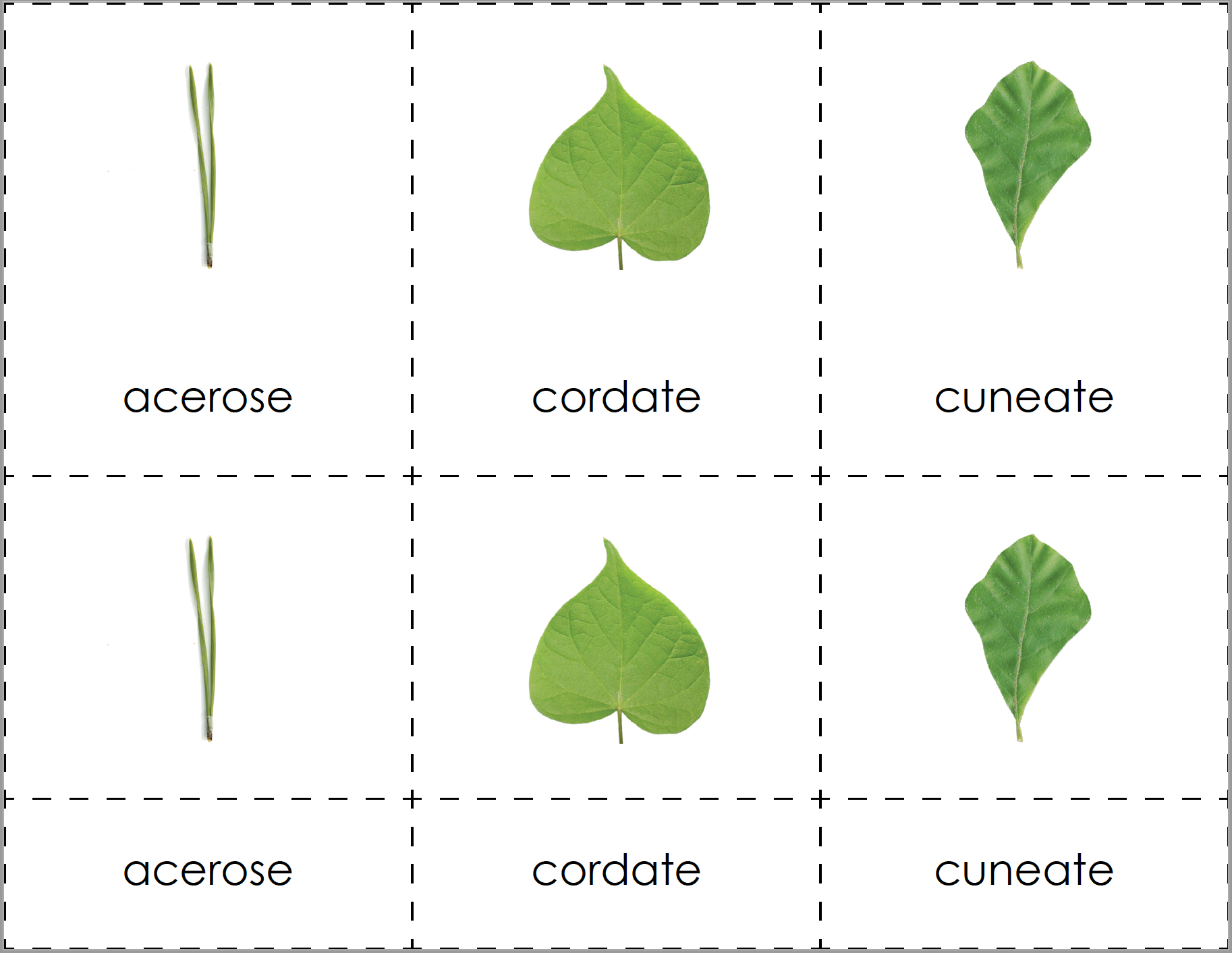 Leaf Shapes 3-Part Digital - Maitri Learning