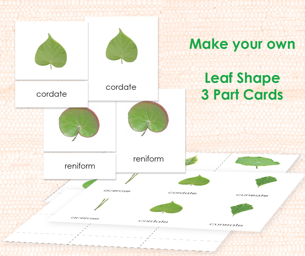 Leaf Shapes 3-Part Digital - Maitri Learning