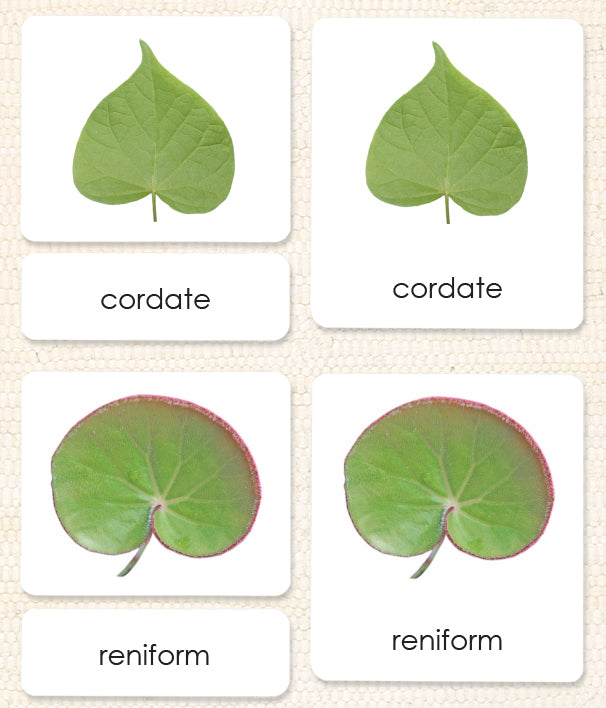 Leaf Shapes (Botany Cabinet) 3-Part Reading - Maitri Learning