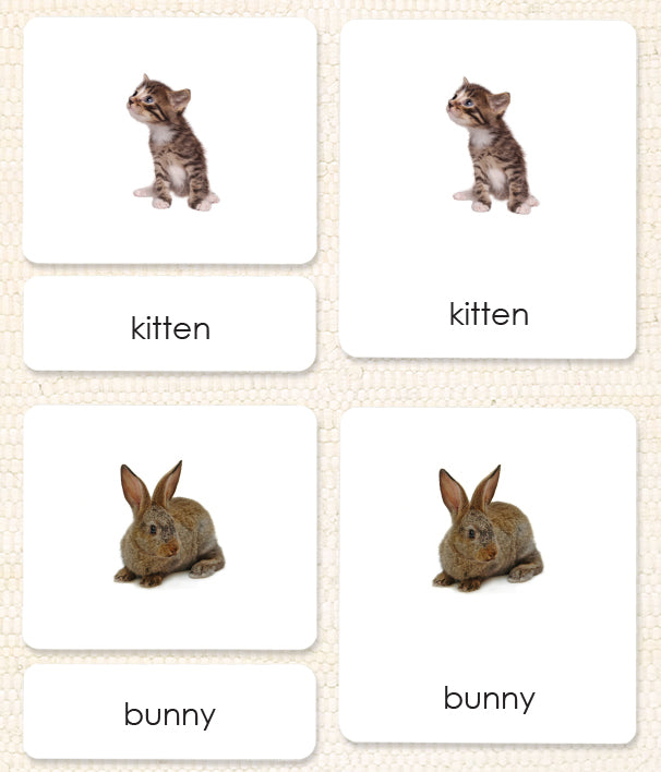 Pets 3-Part Reading - Maitri Learning