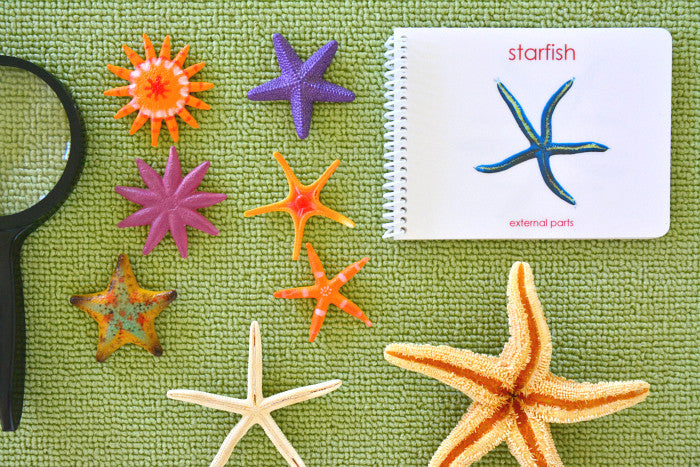 "Parts of" the Sea Star Book - Maitri Learning