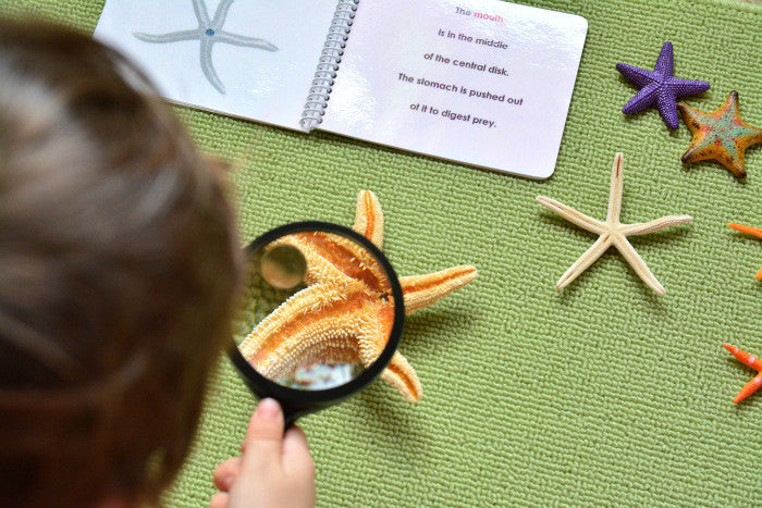 "Parts of" the Sea Star (Starfish) Book & Card Set - Maitri Learning