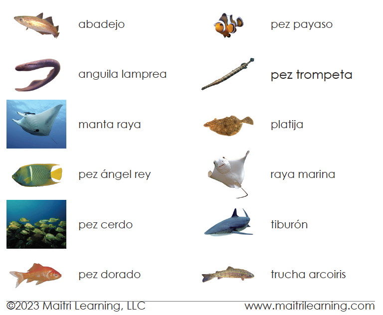 Spanish Fish 3-Part Cards - Maitri Learning