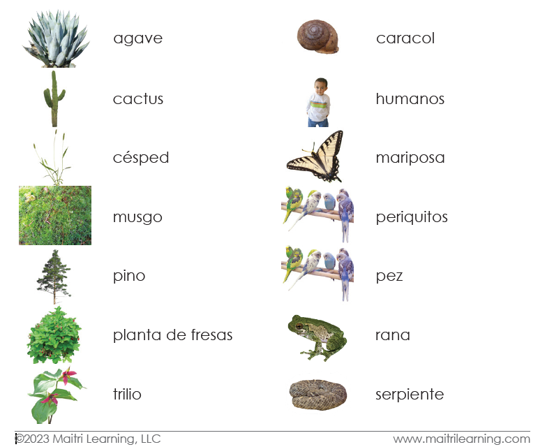 Spanish Plant/Animal Sorting - Maitri Learning