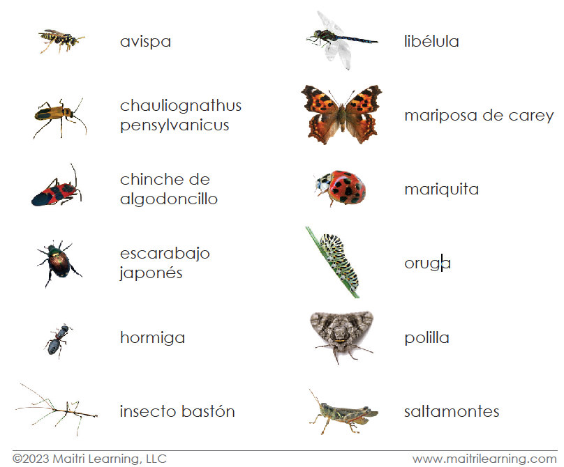 Spanish Insects 3-Part Cards - Maitri Learning